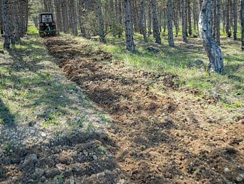 В лесах Севастополя высадят 50 тысяч саженцев