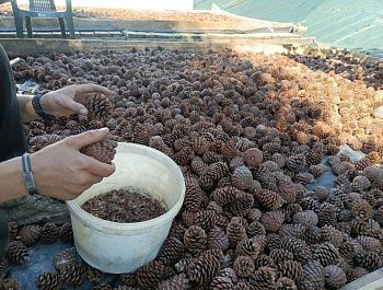 В лесном питомнике заготавливают семена растений