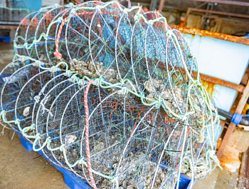 В Севастополе работают над созданием первого устричного питомника