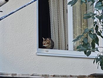 На проспекте Генерала Острякова обновляют фасад дома
