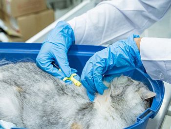 Ветеринары Севастополя бесплатно чипируют собак и кошек