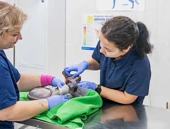 Севастопольский государственный ветеринарный центр принимает на работу студентов после практики