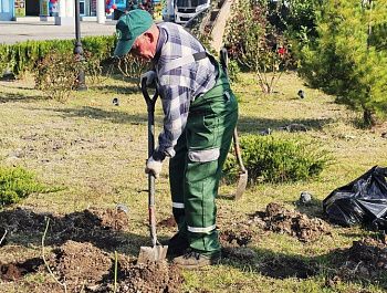 В городе высаживают розы