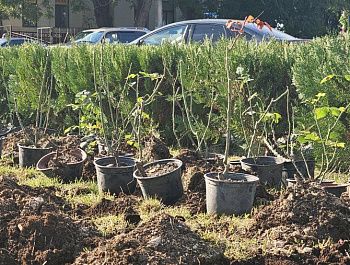 В городе высаживают розы