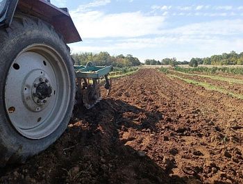 В Севастополе завершается сезон ухода за молодыми деревьями