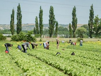Более 700 млн рублей выделили на поддержку сельхозпредприятий Севастополя с начала года