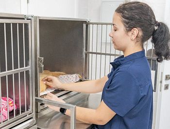 Севастопольский государственный ветеринарный центр принимает на работу студентов после практики
