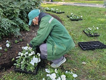 В городе высадят около 15 тысяч виол