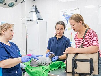 Специалисты госветклиники рассказали, как адаптировать новое животное в семье, где уже есть взрослый питомец