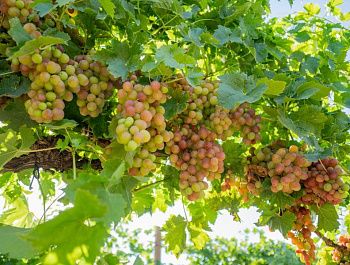 В Севастополе начался сбор столового винограда: продукция уже поступает на местные рынки