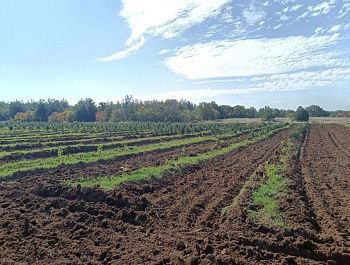 В Севастополе завершается сезон ухода за молодыми деревьями