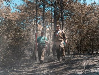 Лесной пожар, возникший в окрестностях Севастополя, удалось локализовать