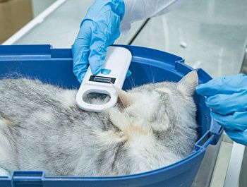 Ветеринары Севастополя бесплатно чипируют собак и кошек