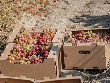 В Севастополе начался сбор столового винограда: продукция уже поступает на местные рынки