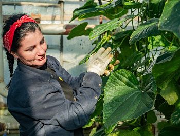 В Севастополе приступили к сбору урожая тепличных огурцов