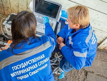 В Севастополе расширили возможности ветеринарной помощи лошадям