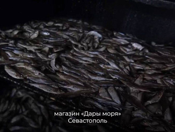 #МыРаботаем: севастопольские предприятия присоединились к всероссийскому флешбому