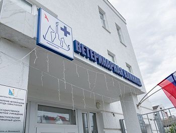 Ветеринары Севастополя бесплатно чипируют собак и кошек