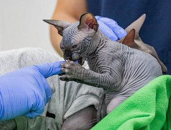 Специалисты госветклиники рассказали, как адаптировать новое животное в семье, где уже есть взрослый питомец